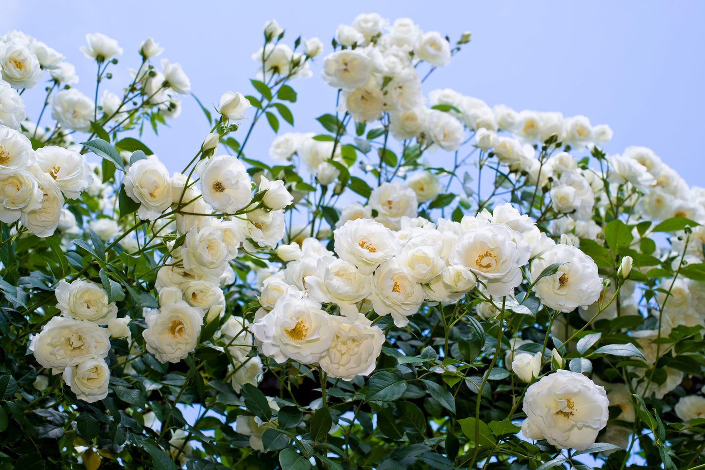 White Rose Seeds – Grow Elegant Bridal Roses in Your Garden