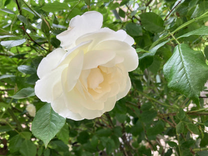 White Rose Seeds – Grow Elegant Bridal Roses in Your Garden