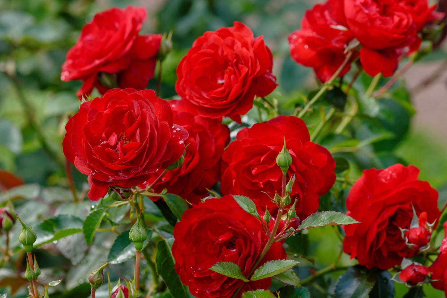 Red Rose Seeds – Grow Timeless Fragrant Roses in Your Garden