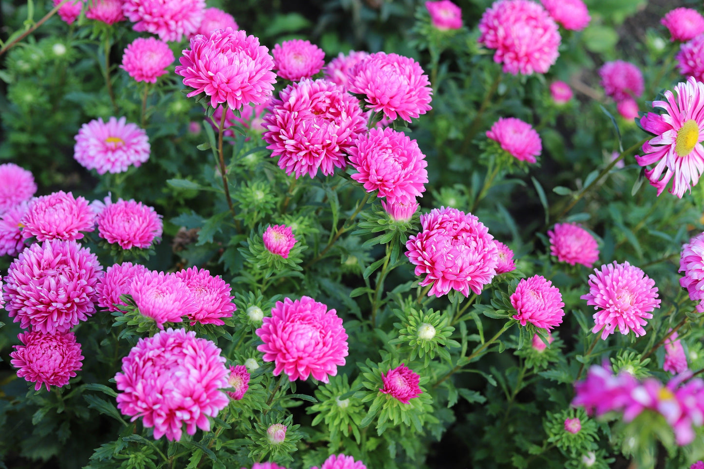 Duchess Pink Paeony Aster Seeds – Grow Romantic Peony-Like Pink Flowers in Your Garden