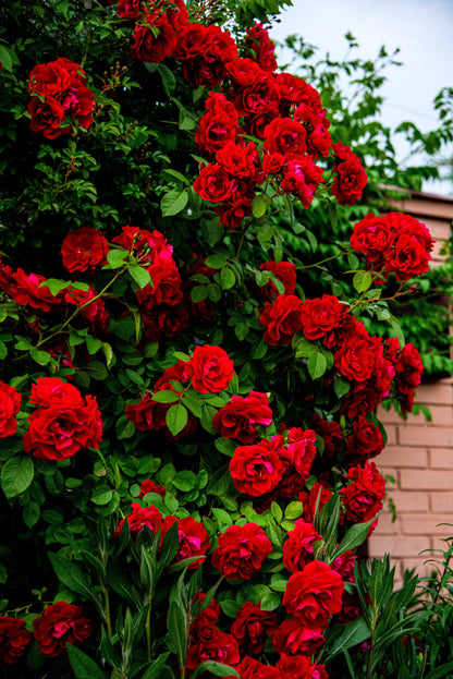 Red Climbing Rose Seeds – Grow Beautiful Fragrant Rose Vines in Your Garden