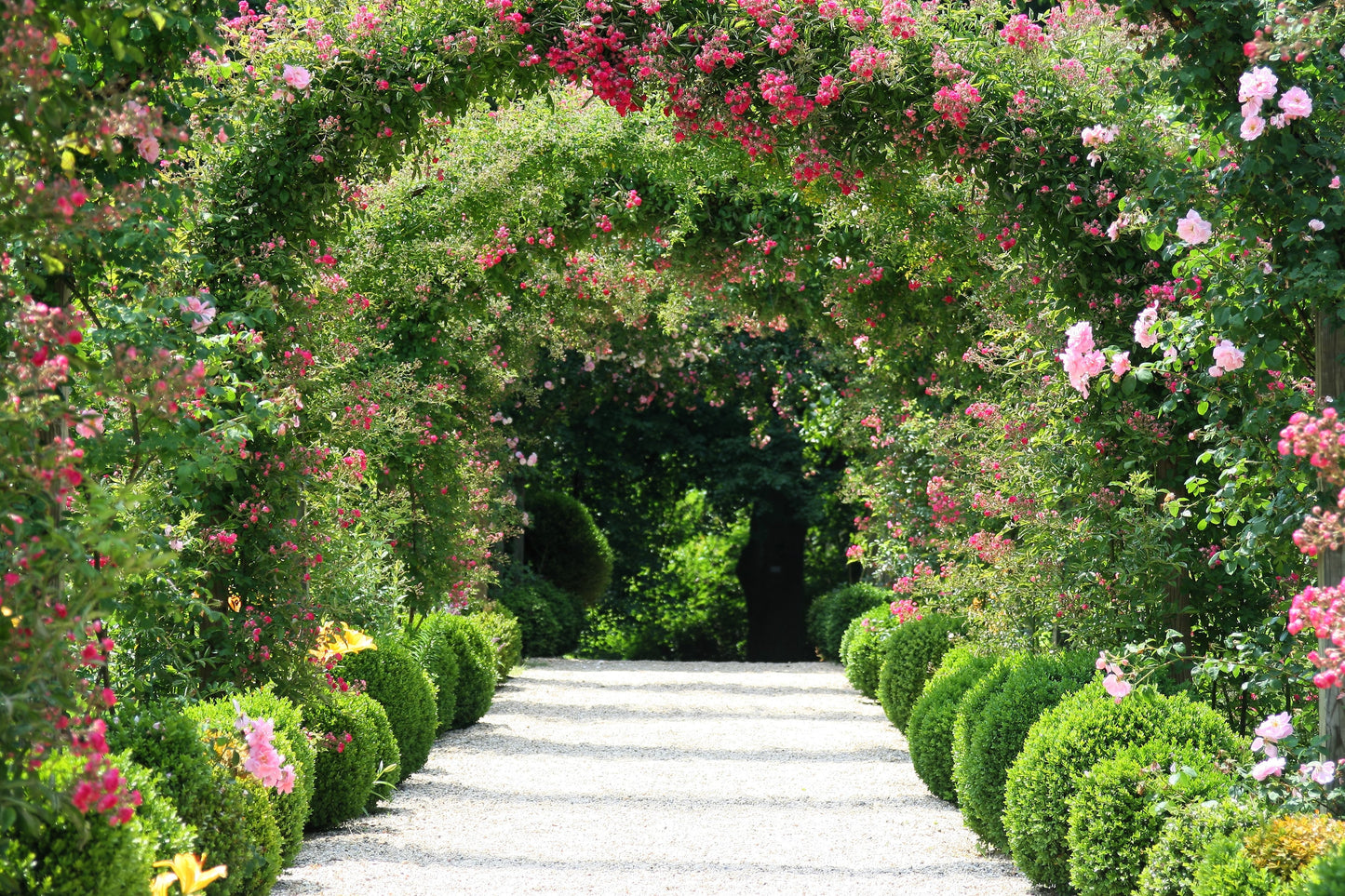 Pink Climbing Rose Seeds – Grow Beautiful Fragrant Rose Vines in Your Garden