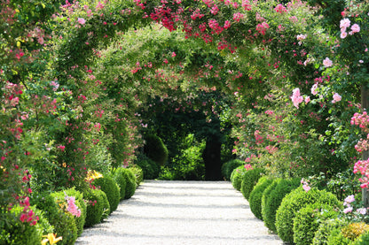 Pink Climbing Rose Seeds – Grow Beautiful Fragrant Rose Vines in Your Garden