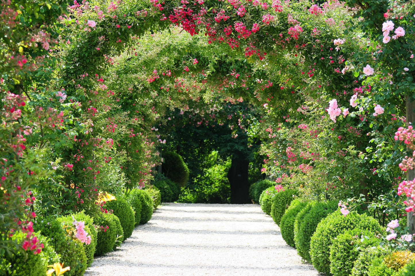 Red Climbing Rose Seeds – Grow Beautiful Fragrant Rose Vines in Your Garden