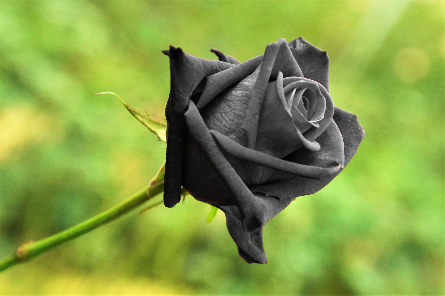 Black Rose Seeds – Grow Mysterious Dark Maroon Roses in Your Garden