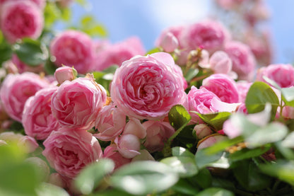 Pink Climbing Rose Seeds – Grow Beautiful Fragrant Rose Vines in Your Garden