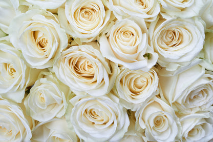 White Rose Seeds – Grow Elegant Bridal Roses in Your Garden