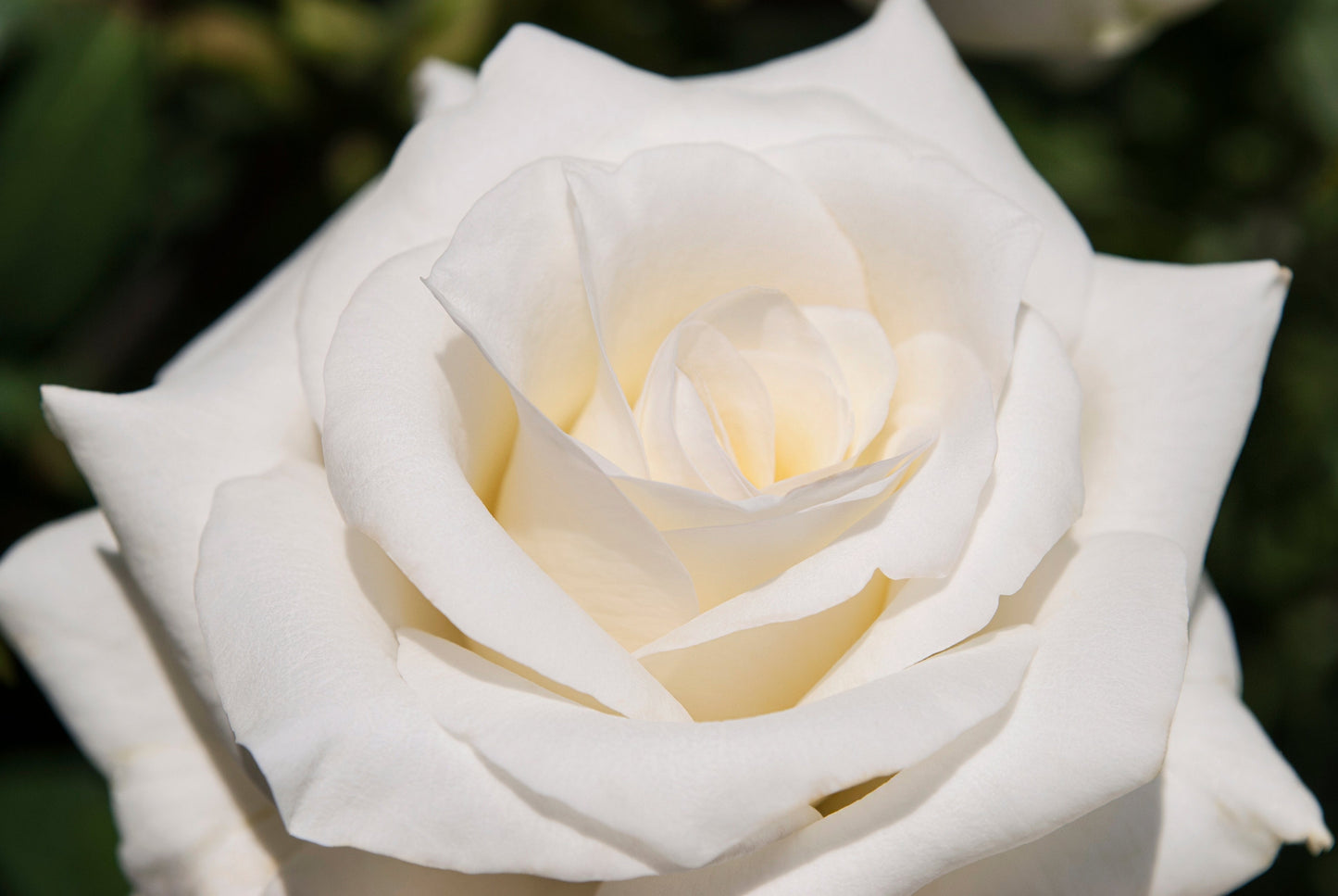 White Rose Seeds – Grow Elegant Bridal Roses in Your Garden
