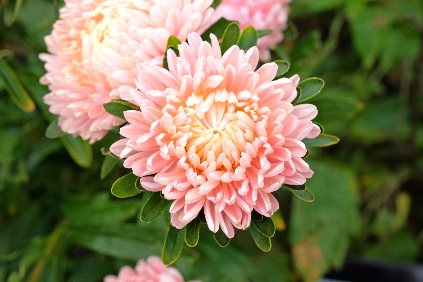 Duchess Apricot Paeony Aster Seeds – Grow Elegant Peony-Like Apricot Flowers in Your Garden