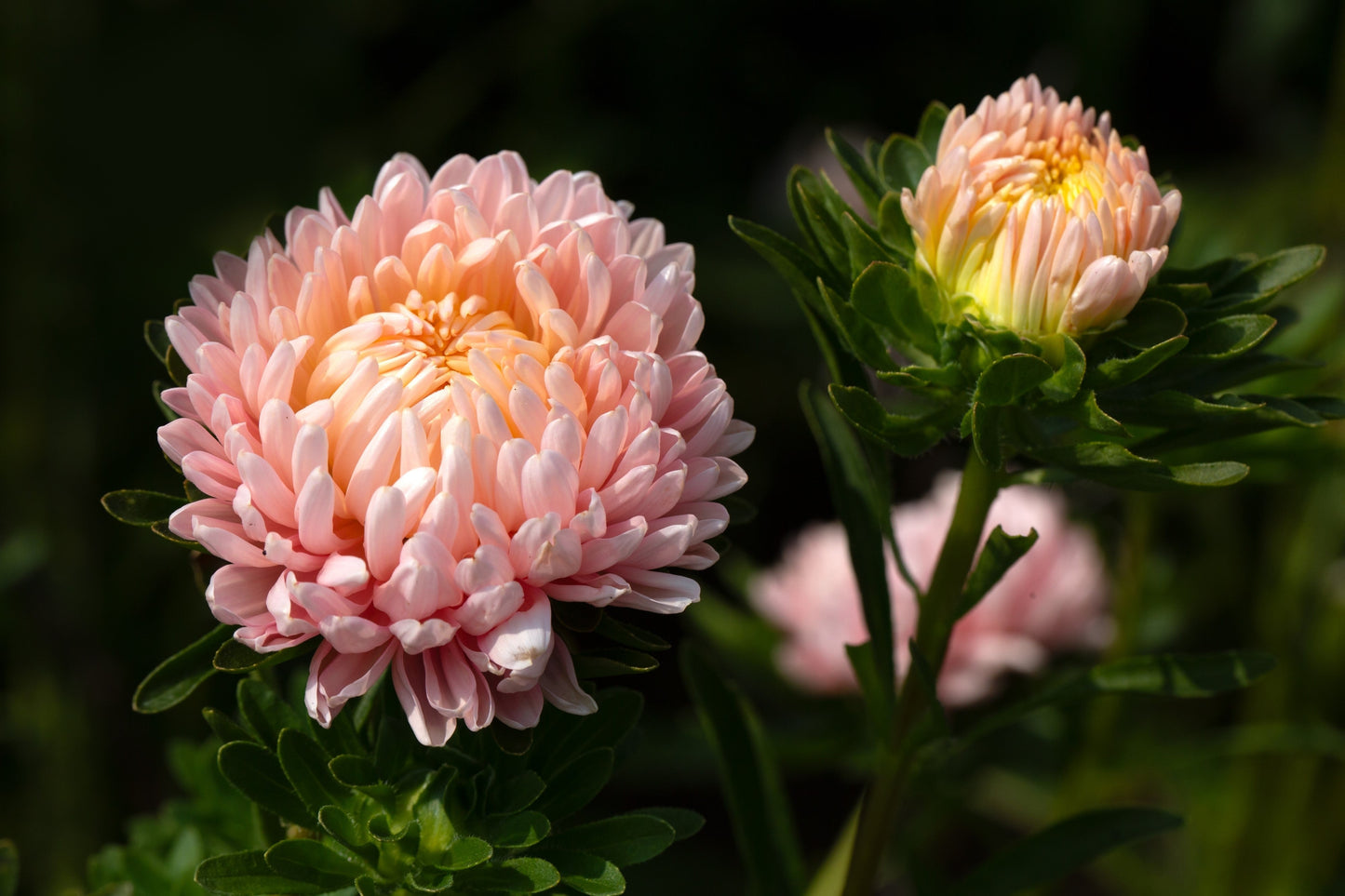 Duchess Apricot Paeony Aster Seeds – Grow Elegant Peony-Like Apricot Flowers in Your Garden