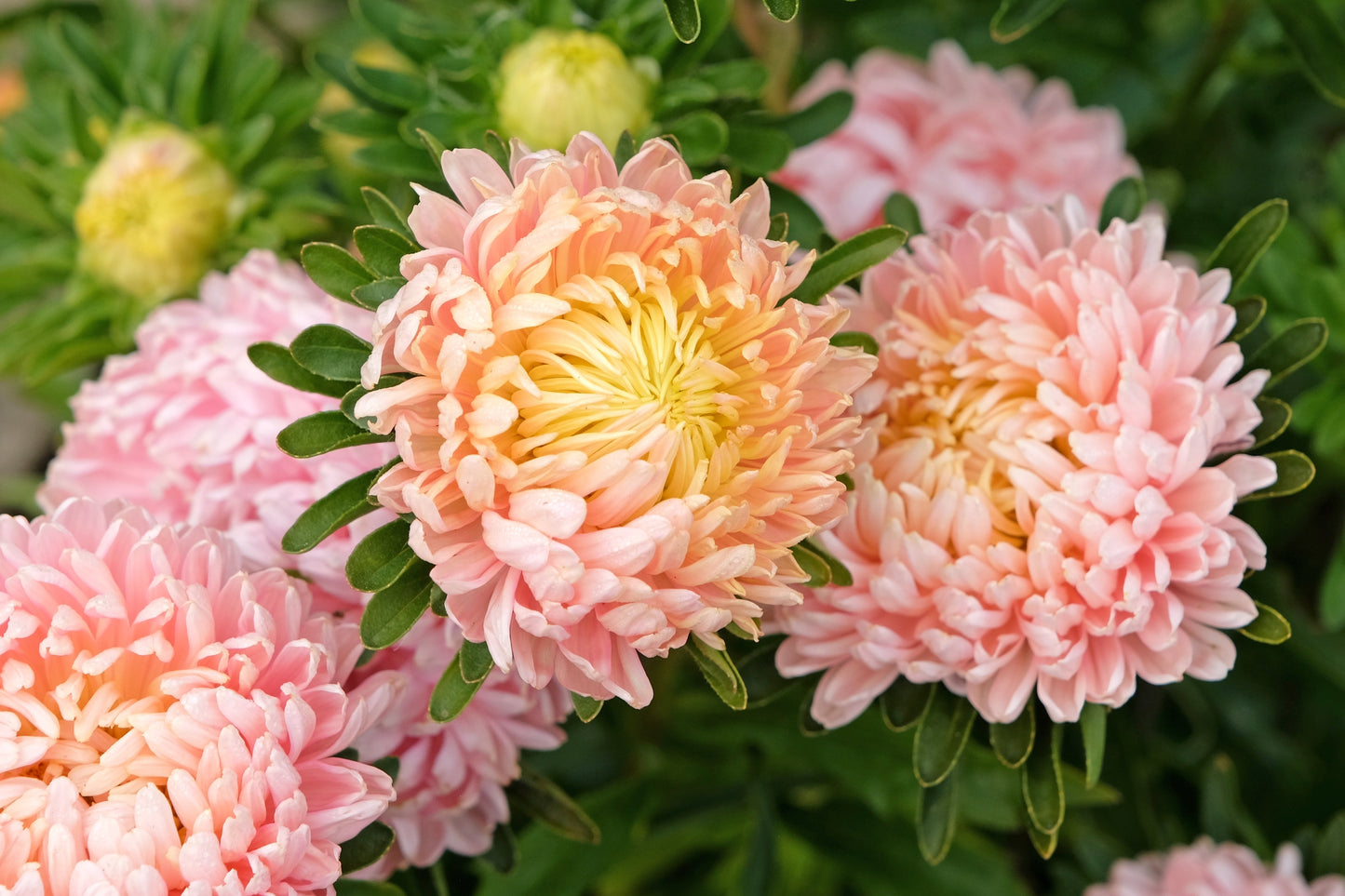 Duchess Apricot Paeony Aster Seeds – Grow Elegant Peony-Like Apricot Flowers in Your Garden