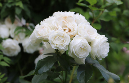 White Rose Seeds – Grow Elegant Bridal Roses in Your Garden