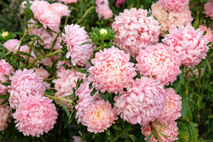 Duchess Apricot Paeony Aster Seeds – Grow Elegant Peony-Like Apricot Flowers in Your Garden