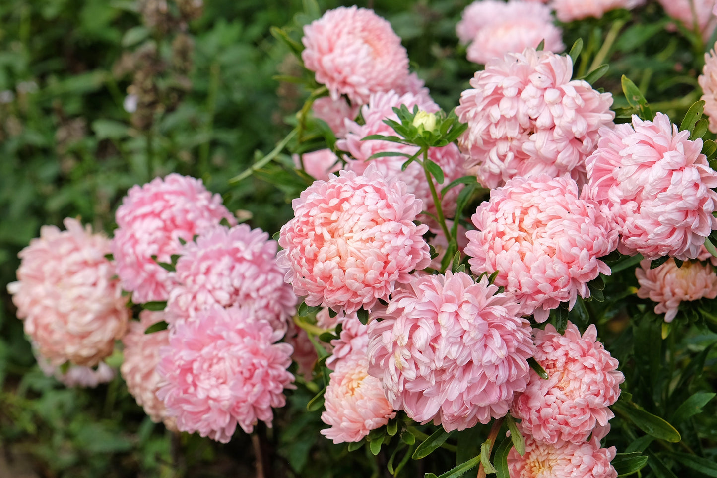 Duchess Apricot Paeony Aster Seeds – Grow Elegant Peony-Like Apricot Flowers in Your Garden