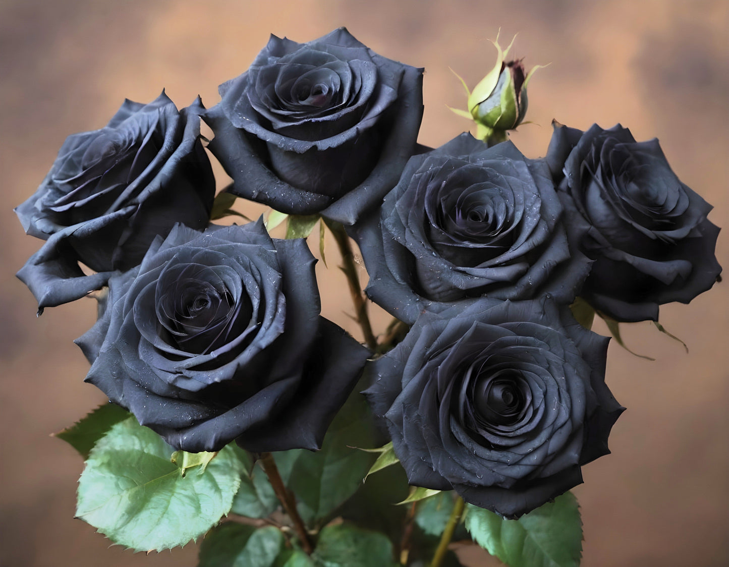 Black Rose Seeds – Grow Mysterious Dark Maroon Roses in Your Garden