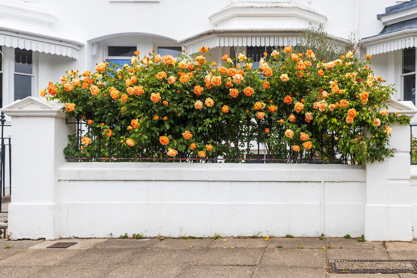 Orange Climbing Rose Seeds – Grow Vibrant Fragrant Rose Vines in Your Garden