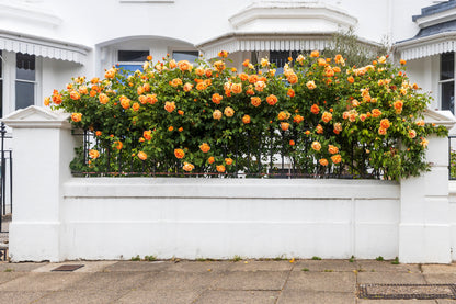 Orange Climbing Rose Seeds – Grow Vibrant Fragrant Rose Vines in Your Garden