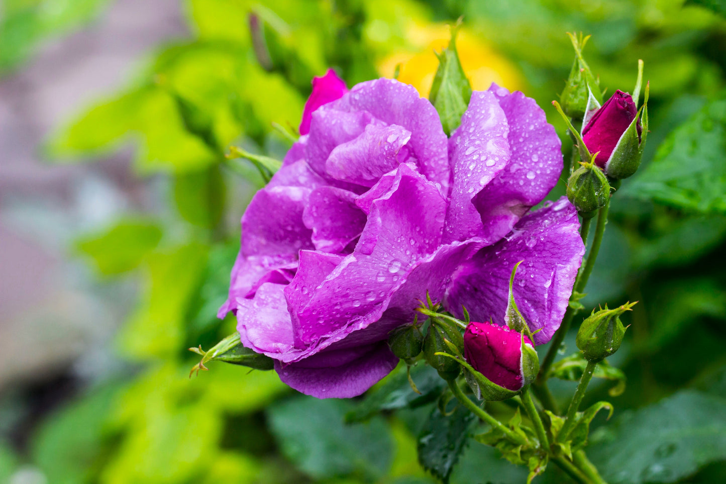 Purple Rose Seeds – Grow Rare Elegant Lavender Roses in Your Garden