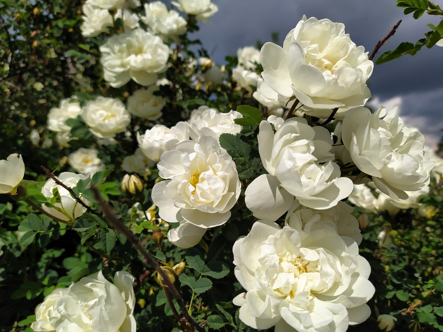 White Rose Seeds – Grow Elegant Bridal Roses in Your Garden