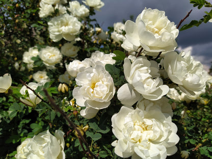 White Rose Seeds – Grow Elegant Bridal Roses in Your Garden