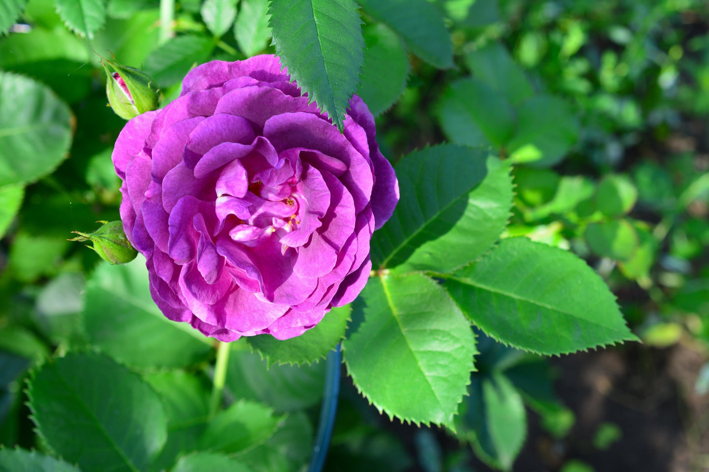 Purple Rose Seeds – Grow Rare Elegant Lavender Roses in Your Garden