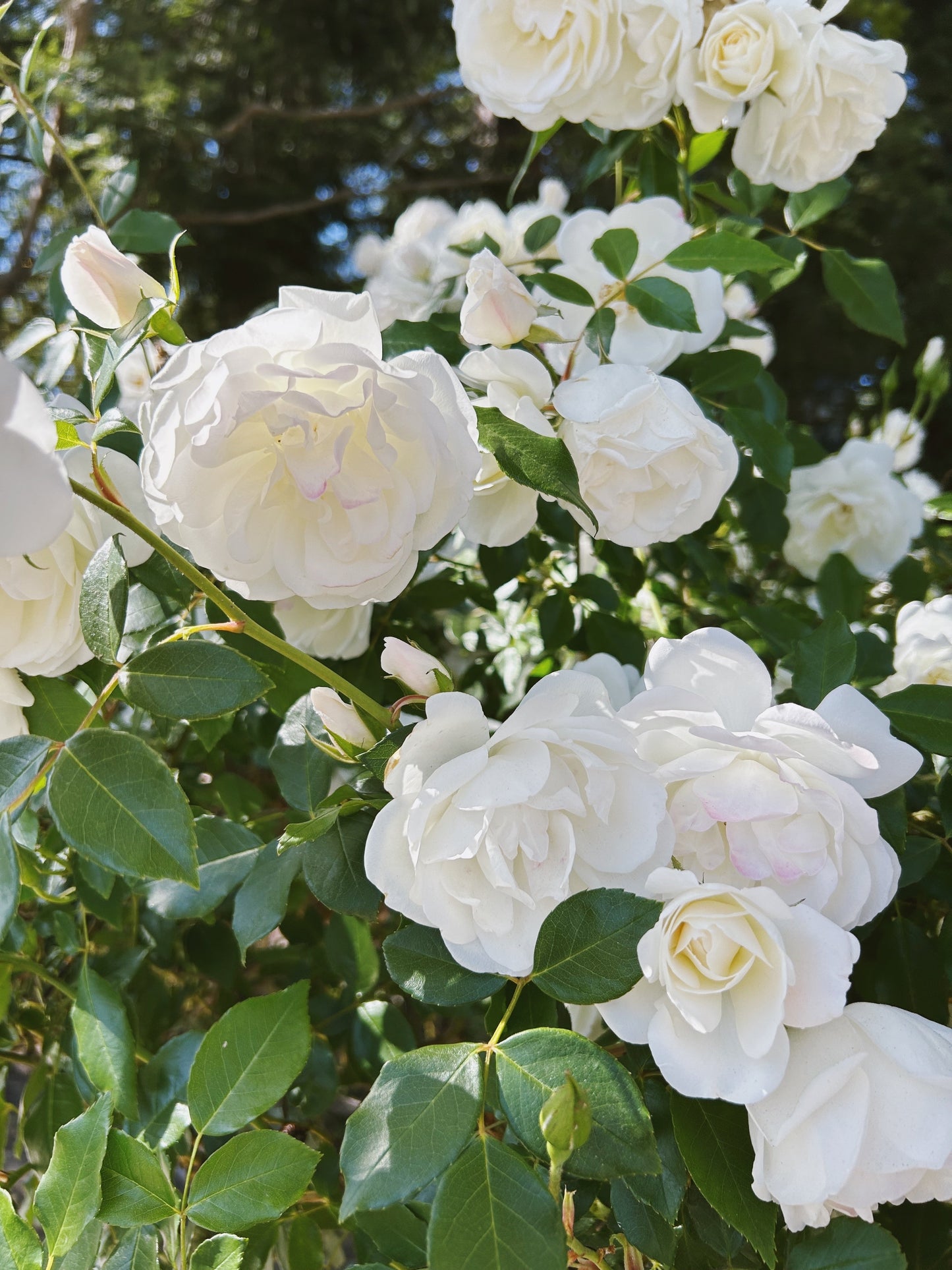 White Rose Seeds – Grow Elegant Bridal Roses in Your Garden