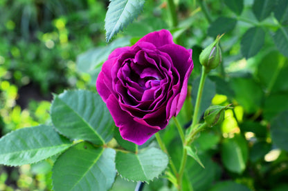 Purple Rose Seeds – Grow Rare Elegant Lavender Roses in Your Garden