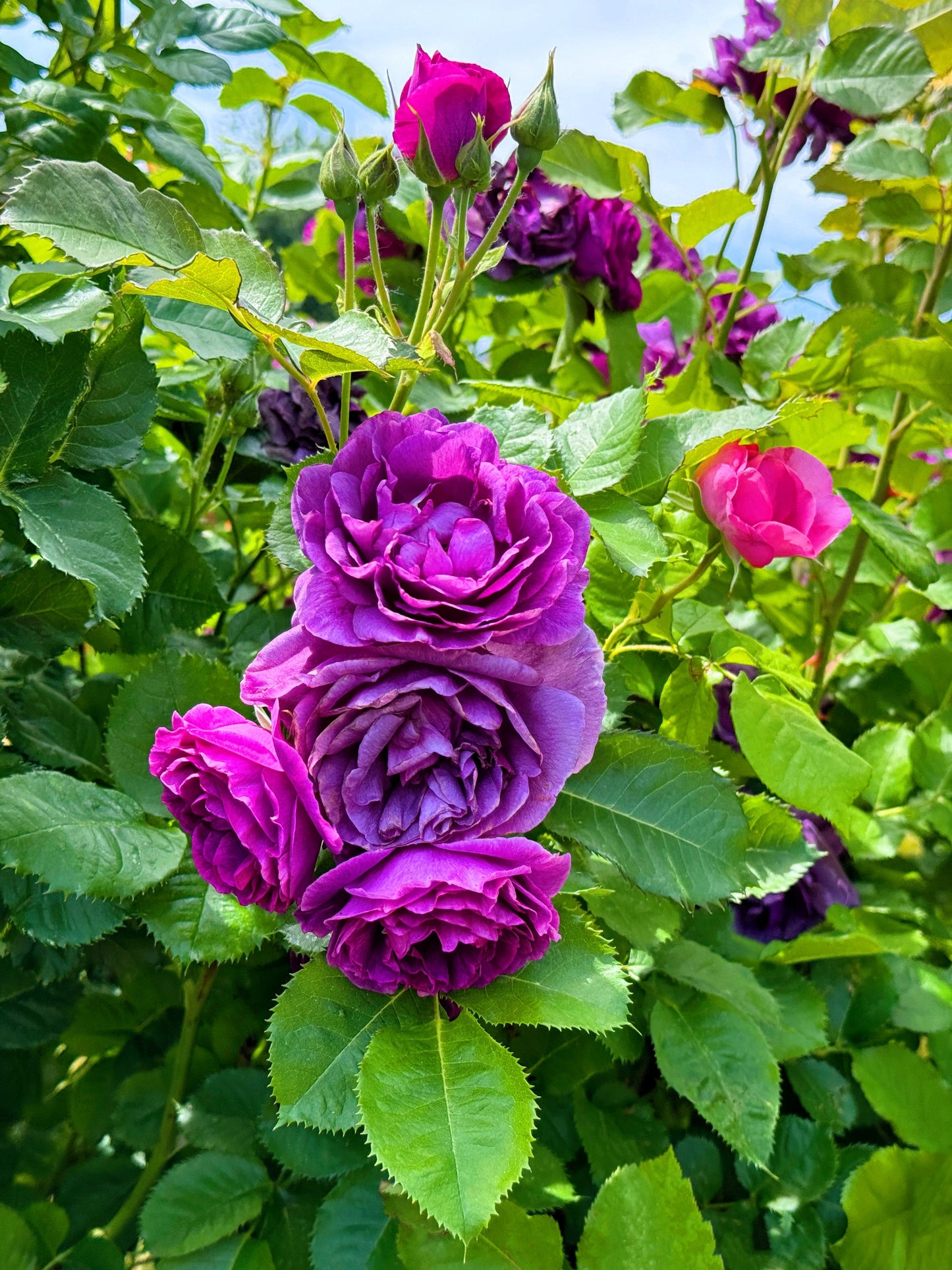 Purple Rose Seeds – Grow Rare Elegant Lavender Roses in Your Garden