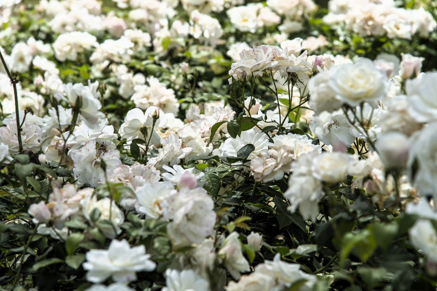 White Rose Seeds – Grow Elegant Bridal Roses in Your Garden