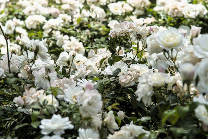 White Rose Seeds – Grow Elegant Bridal Roses in Your Garden