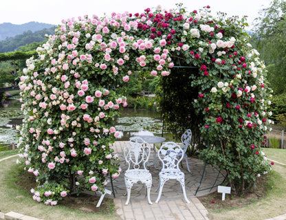 Pink Climbing Rose Seeds – Grow Beautiful Fragrant Rose Vines in Your Garden