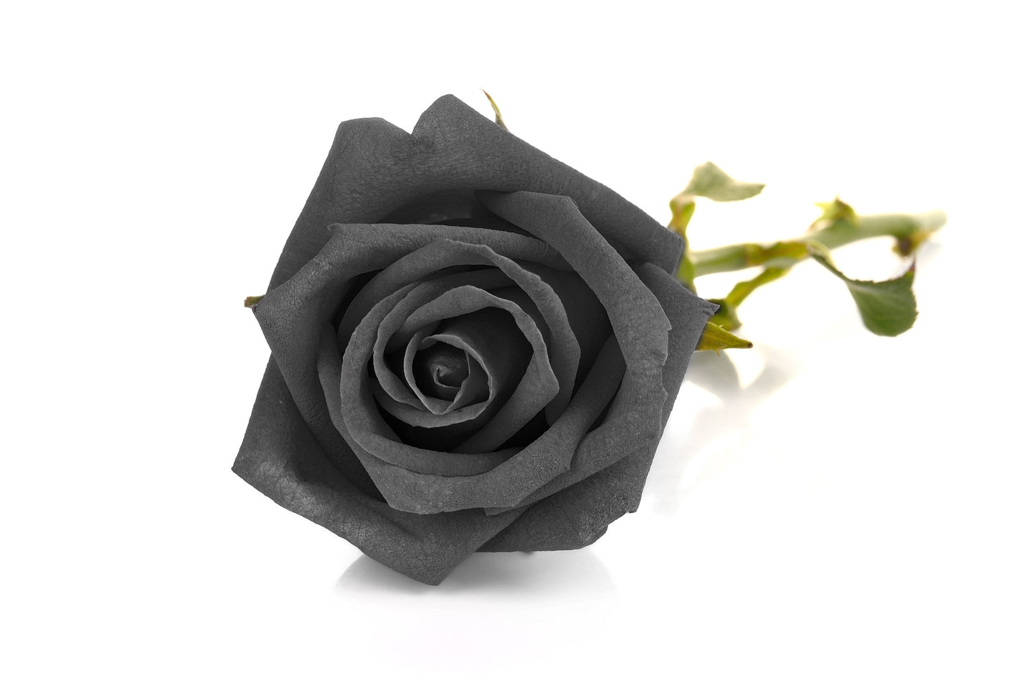 Black Rose Seeds – Grow Mysterious Dark Maroon Roses in Your Garden