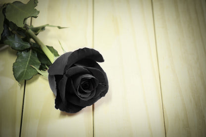 Black Rose Seeds – Grow Mysterious Dark Maroon Roses in Your Garden