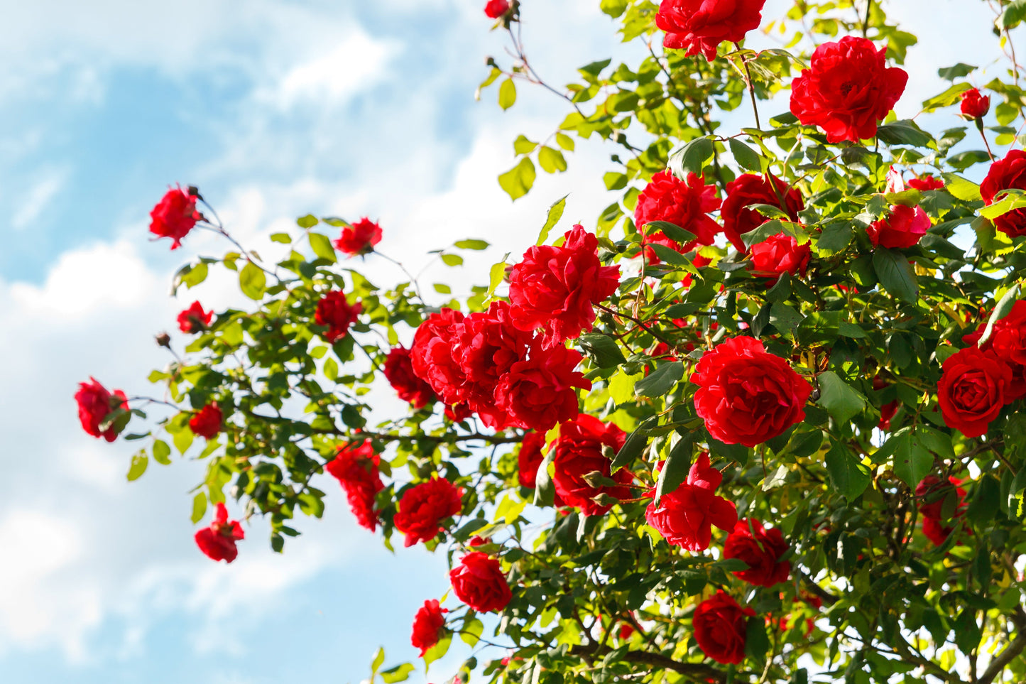 Red Climbing Rose Seeds – Grow Beautiful Fragrant Rose Vines in Your Garden