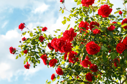Red Climbing Rose Seeds – Grow Beautiful Fragrant Rose Vines in Your Garden