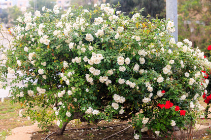 White Rose Seeds – Grow Elegant Bridal Roses in Your Garden