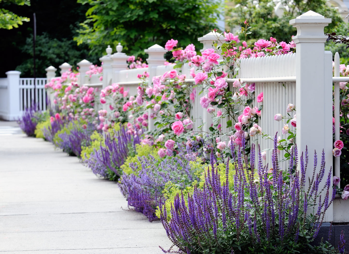 Pink Climbing Rose Seeds – Grow Beautiful Fragrant Rose Vines in Your Garden
