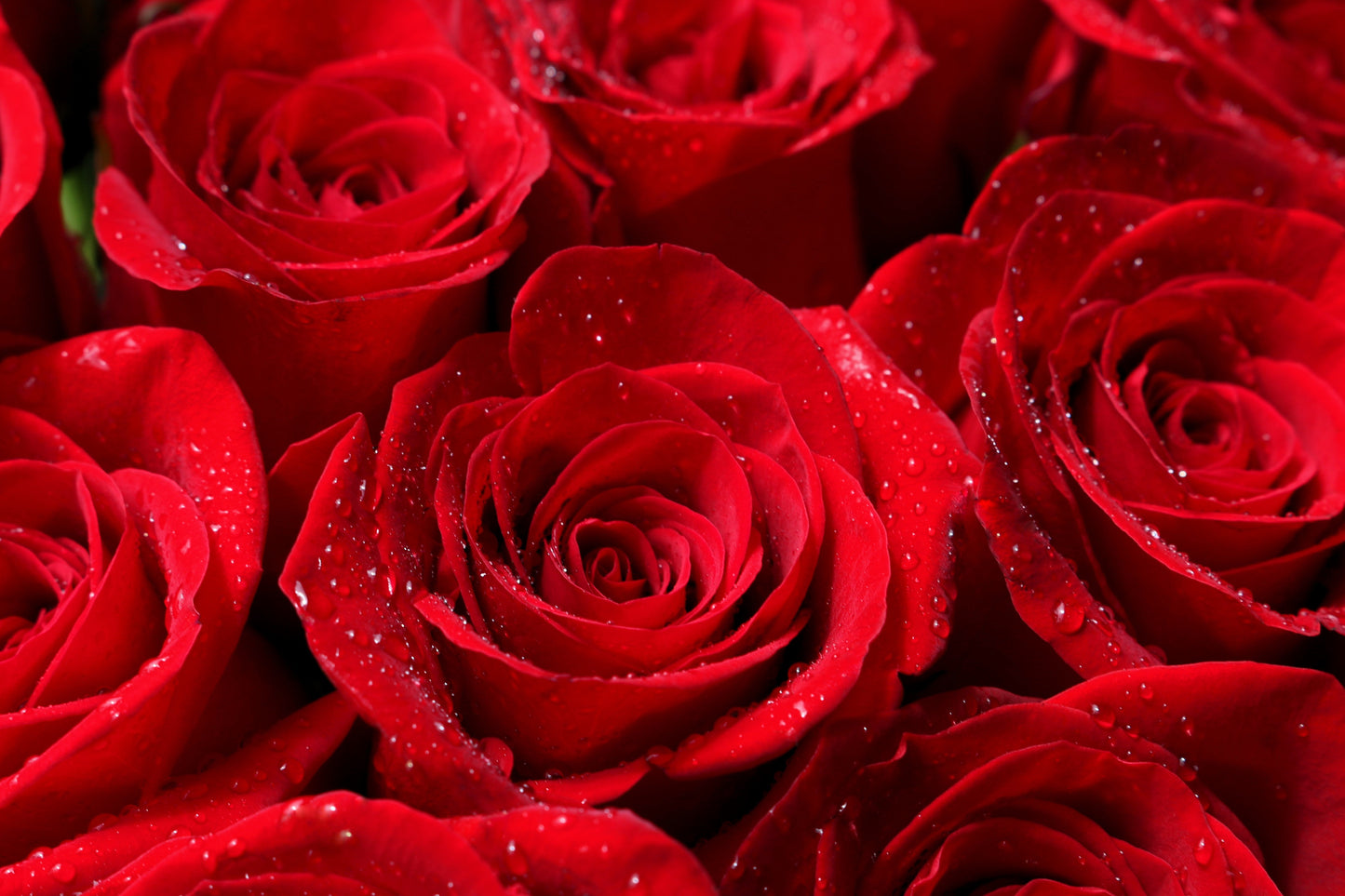 Red Rose Seeds – Grow Timeless Fragrant Roses in Your Garden