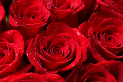 Red Rose Seeds – Grow Timeless Fragrant Roses in Your Garden