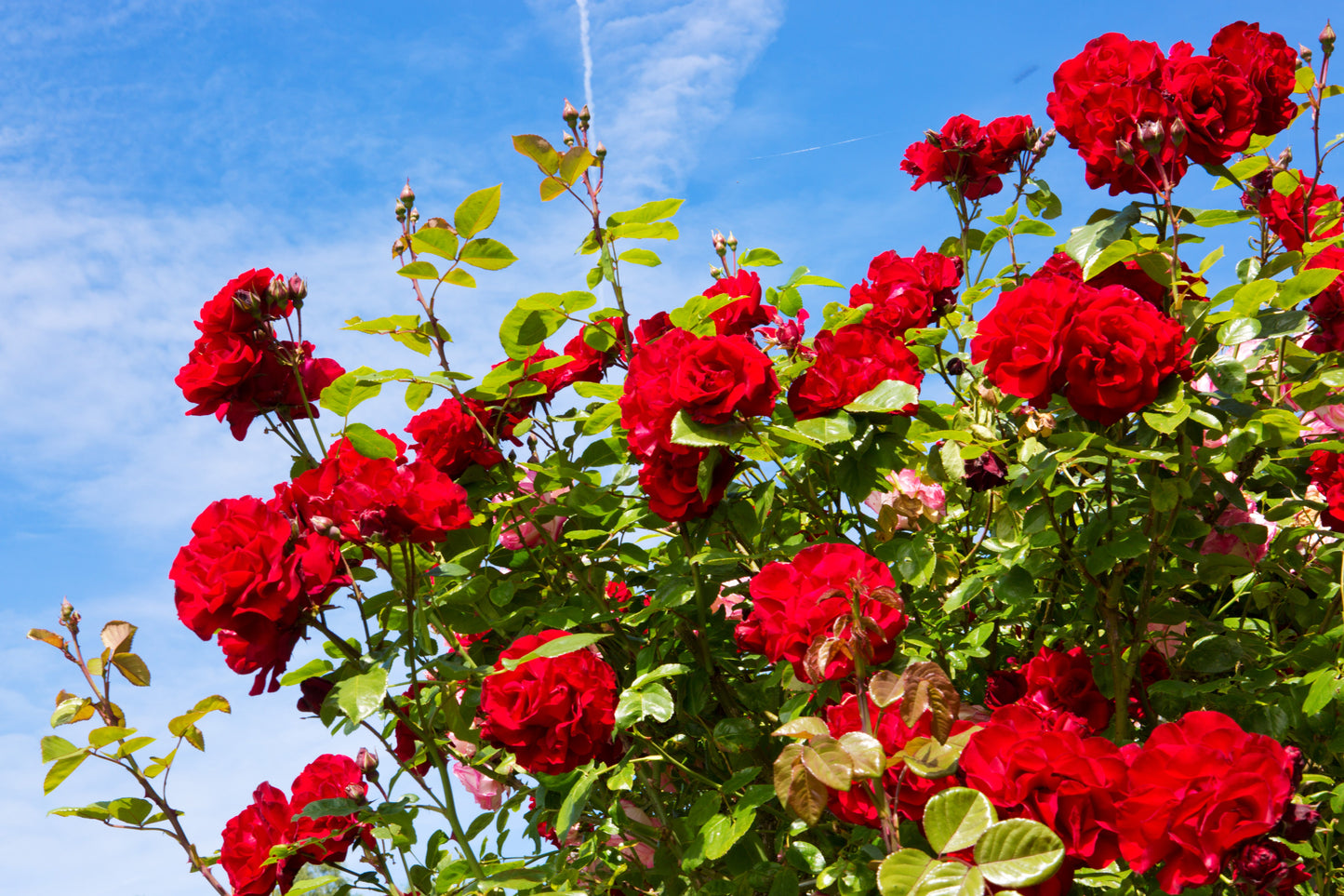 Red Climbing Rose Seeds – Grow Beautiful Fragrant Rose Vines in Your Garden