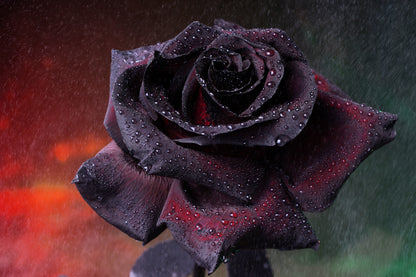 Black Rose Seeds – Grow Mysterious Dark Maroon Roses in Your Garden