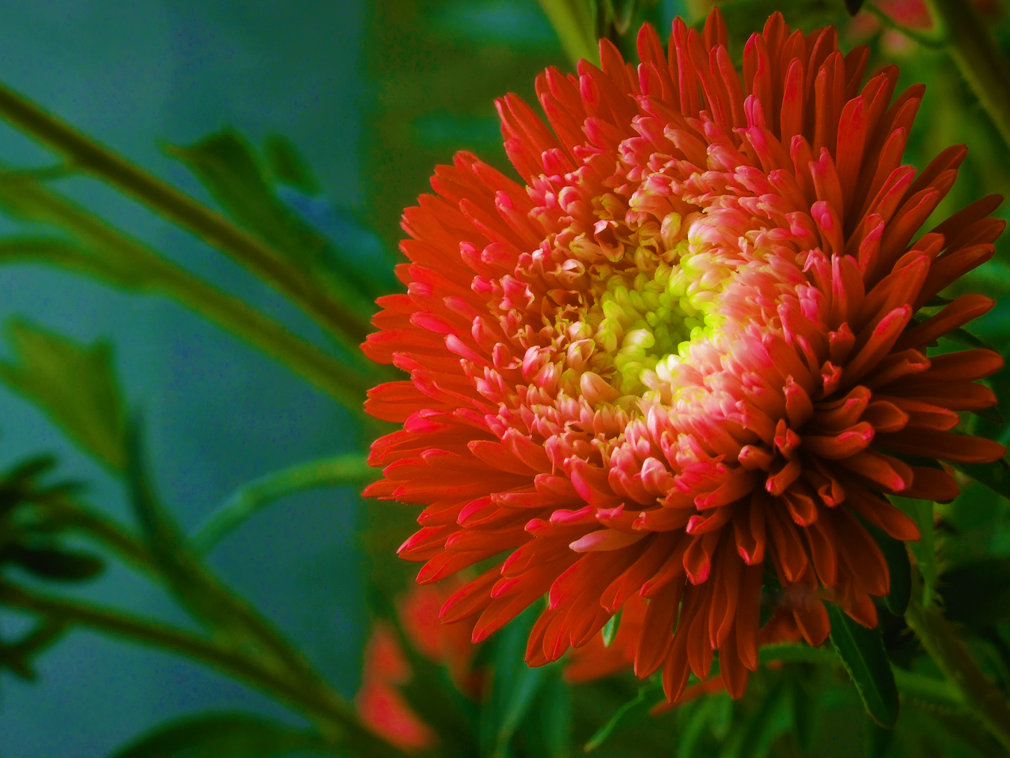 Scarlet Paeony Aster Seeds – Grow Vibrant Peony-Like Red Flowers in Your Garden