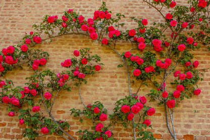 Red Climbing Rose Seeds – Grow Beautiful Fragrant Rose Vines in Your Garden