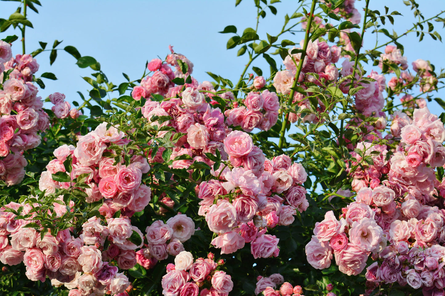 Pink Climbing Rose Seeds – Grow Beautiful Fragrant Rose Vines in Your Garden