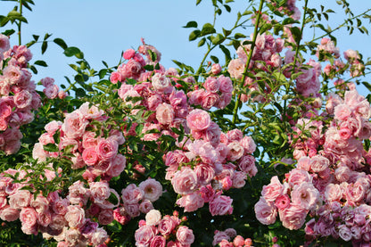 Pink Climbing Rose Seeds – Grow Beautiful Fragrant Rose Vines in Your Garden
