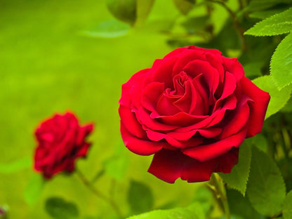 Red Climbing Rose Seeds – Grow Beautiful Fragrant Rose Vines in Your Garden
