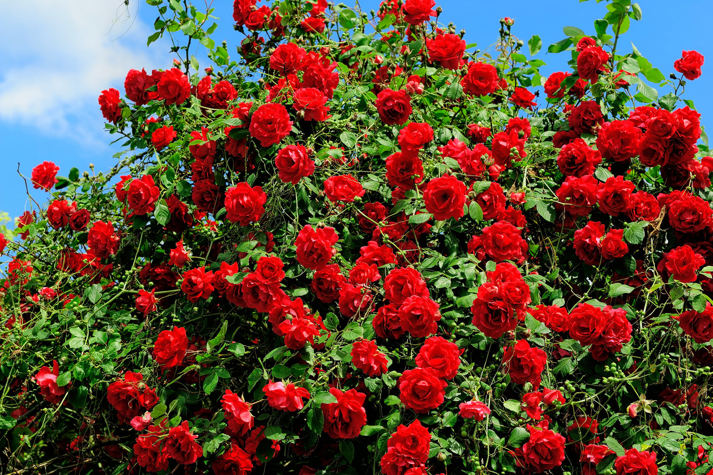 Red Climbing Rose Seeds – Grow Beautiful Fragrant Rose Vines in Your Garden