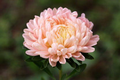 Duchess Apricot Paeony Aster Seeds – Grow Elegant Peony-Like Apricot Flowers in Your Garden