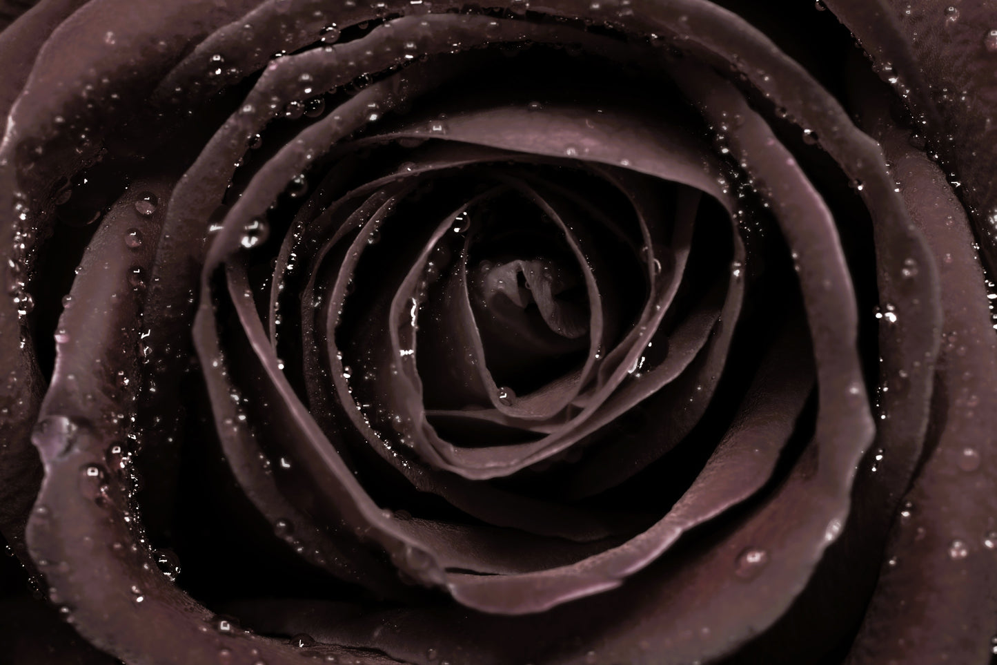 Black Rose Seeds – Grow Mysterious Dark Maroon Roses in Your Garden