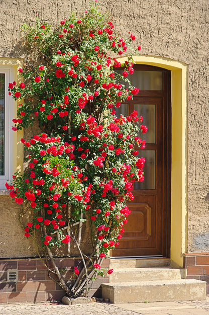 Red Climbing Rose Seeds – Grow Beautiful Fragrant Rose Vines in Your Garden
